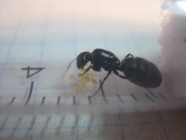 Camponotus aethiops 009.jpg